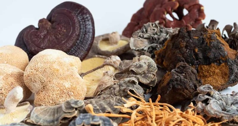 Variedade de cogumelos comestíveis em composição fotográfica