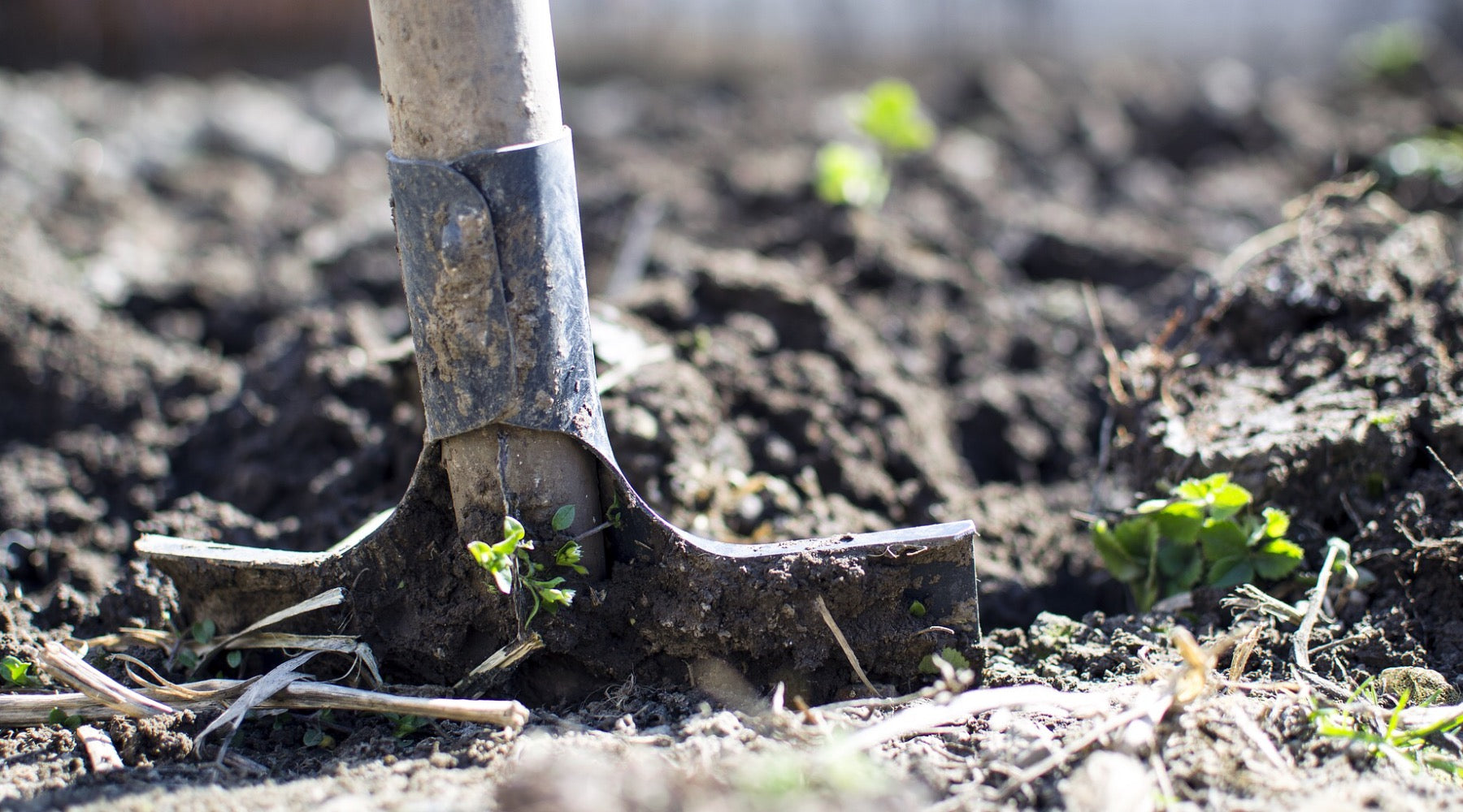 Organic Spices - How Do You Know What Is Organic?